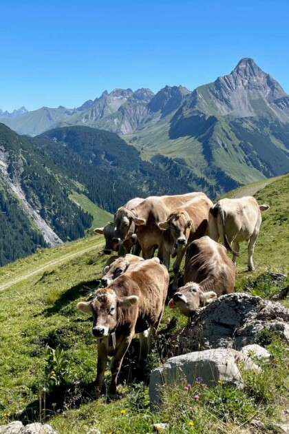 Arlberg in Österreich - das schönste Wandergebiet in Österreich - Kühe auf der Weide