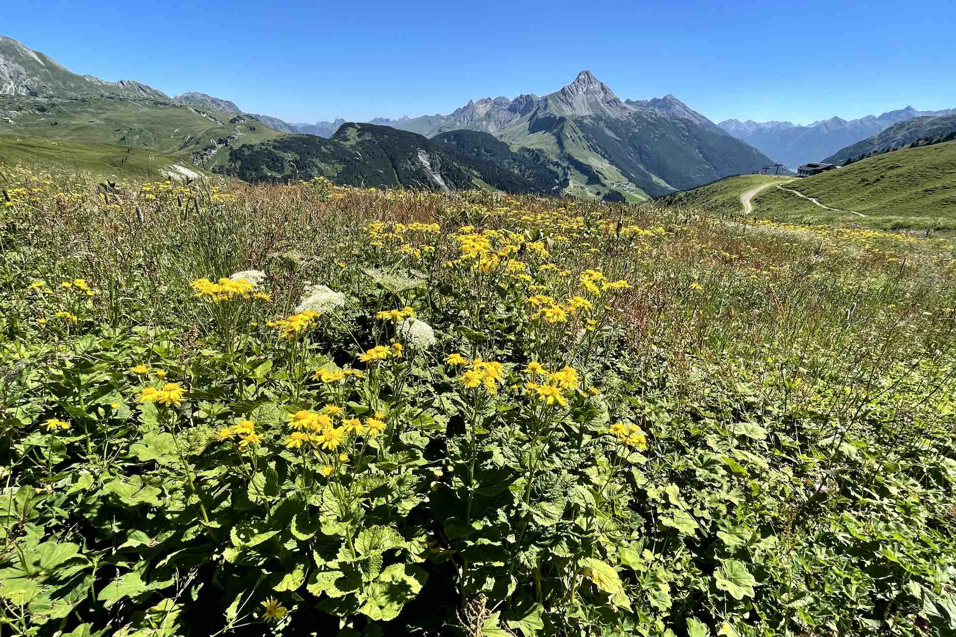 Wanderurlaub im Wandergebiet am Arlberg in Österreich – die schönsten Wanderwege in Österreich – zahlreiche Blumen, Hütten und Seen an den Wanderwegen